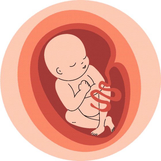 Ilustracija bebe u materici